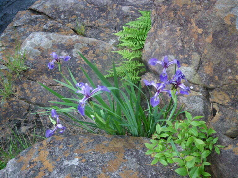 flowers growing on rocks